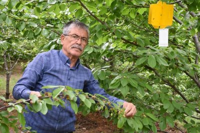 Malatya'da kiraz sineği riskinin tespiti için tuzaklar kuruldu