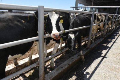 Malatya'da şap hastalığına karşı ücretsiz 185 bin doz aşı uygulandı