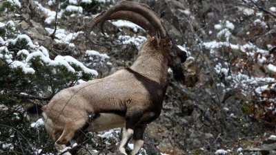 Yaban keçisi avlayan kişiye 613 bin 980 lira ceza