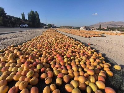 Malatya'da hasat edilen kayısılar kurutuluyor