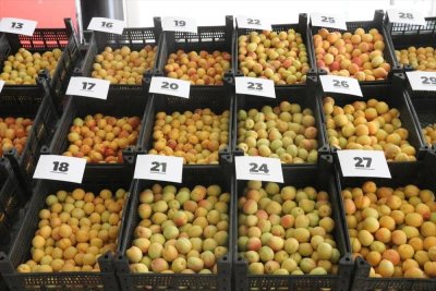 Malatya'da "En İyi Yaş Kayısı Yarışması" yapıldı