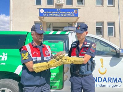 Malatya'da yaralı bulunan atmaca tedaviye alındı