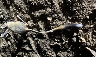 Nesli Tehlike Altında Olan Arap Tavşanı Kuluncak’ta Görüntülendi Gelen Kutusu