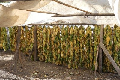 Tütün üreticileri 60 bin ton ihracat hedefliyor