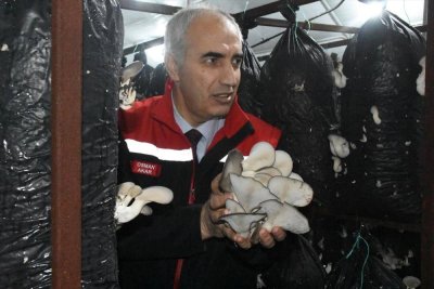 Malatya'da yılda yaklaşık 95 ton mantar üretiliyor